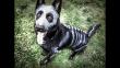 Halloween: Convierte a tu mascota en un esqueleto espeluznante [Fotos]