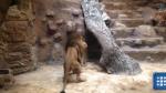 Ambos animales habían sido llevados para celebrar el 60 aniversario del zoológico. (YouTube)
