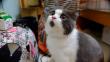 Banye, 'el gato sorprendido', causa furor en internet [Fotos]