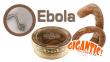 Ébola: Peluches del virus son un éxito de ventas en Estados Unidos