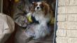 Ébola: Empezaron los análisis a 'Bentley', el perro de Nina Pham