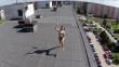 YouTube: Drone sorprendió a mujer que hacía topless en azotea de Eslovaquia