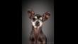 ‘Old Faithful’: Tiernos retratos de perros cuando envejecen [Fotos]