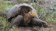Tortugas gigantes de las Galápagos se salvaron de la extinción
