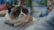 ‘Grumpy Cat’: Mira el tráiler oficial de su primera película [Video]