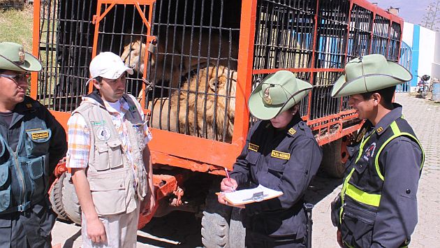 Tres leones rescatados de circo en Huancayo serán trasladados a Estados Unidos. (USI)
