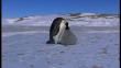 Pingüinos emperador: Científicos crearon robot espía para estudiar a esas aves