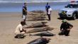 Piura: Hallaron más de 180 lobos marinos muertos en el litoral