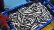 Gobierno admite que en mar peruano "no existe anchoveta" para pescar
