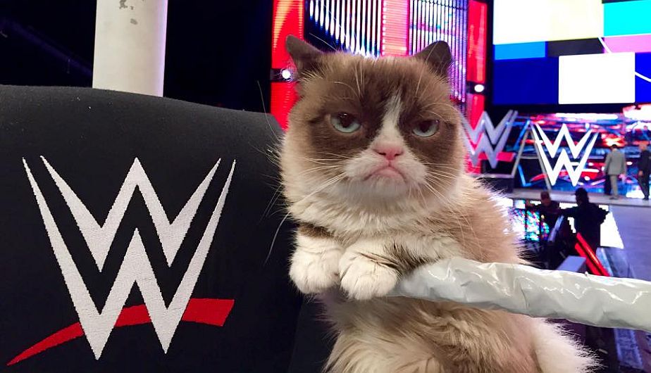 La gata Tardar Sauce fue la estrella de Raw el último lunes. (The Official Grumpy Cat en Facebook)