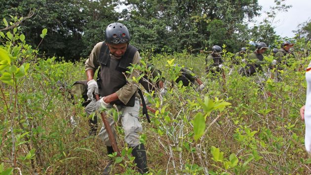 Devida asegura que se han erradicado más de 27 mil hectáreas de hoja de coca en 2014. (Perú21)