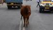 Venezuela: 7 muertos en accidente de tránsito por esquivar una vaca
