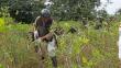 Devida: 'Se han erradicado más de 27 mil hectáreas de hoja de coca en 2014'