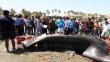 Piura: Pescadores despedazaron a ballena que varó en el puerto de Paita