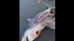 Tres crías de tiburón fueron rescatadas. (YouTube)