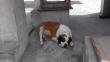 Callao: Murió 'Bombón', uno de los perros utilizados como 'burriers' 