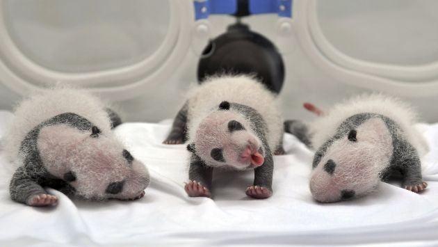 Las crías de panda gigante se encuentran bien de salud. (Reuters)