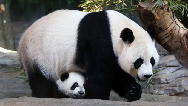 Resultado de imagen de panda gigante