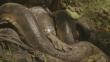 ‘Eaten alive’: ¿Qué pasó con Rosolie, quien iba a ser tragado por anaconda?