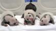 Trillizos de panda gigante se reunieron con su madre en zoológico de China