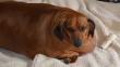 Obie, el perro más obeso del mundo, logró bajar 25 kilos [Fotos]