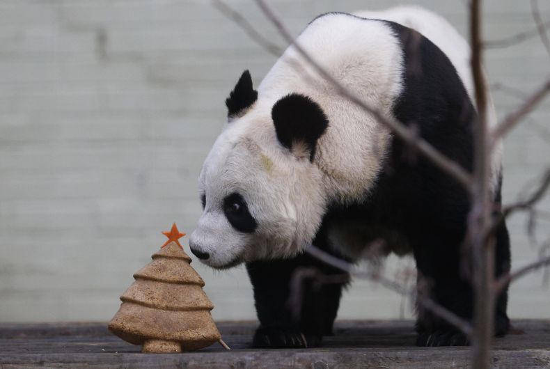 Engríen a Tian Tian con un pastel de navidad en Edimburgo. (Reuters)