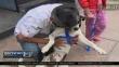 Salamanca: Sujeto arrastró a un perro con su auto para castigarlo