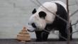 Reino Unido: Engríen al oso panda Tian Tian con un pastel de Navidad [Fotos]