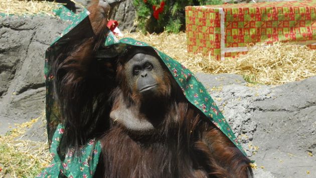 Orangután Sandra obtiene derecho a la libertad gracias a fallo de un tribunal de Argentina. (larazon.com.ar)