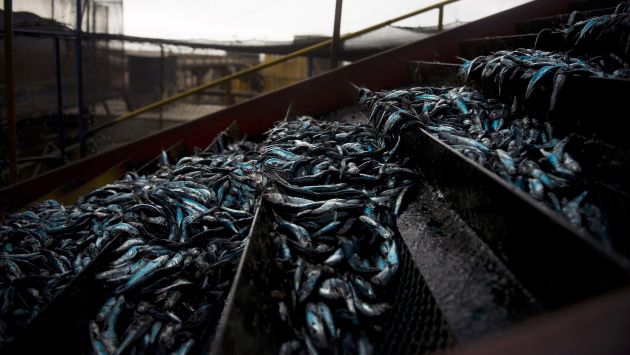 Produce dice que ya no se pescará anchoveta. (AFP)