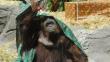 Argentina: Orangután ‘Sandra’ obtiene derecho a la libertad gracias a fallo