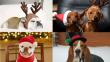 Pinterest: 15 fotos de perros en sus divertidos disfraces navideños [Fotos]