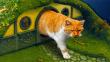 ‘El Señor de los Anillos’: Tu gato también puede vivir como un hobbit