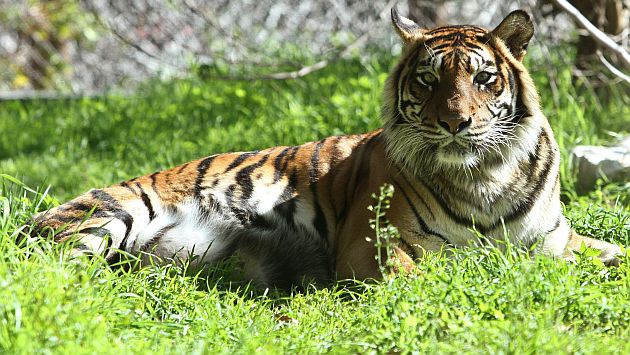 Hana, la tigresa que se comió a sus dos cachorros en un zoológico de Jerusalén. (AFP)