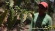Sierra Exportadora: Se esperan US$28 millones en ventas en región Amazonas