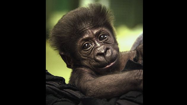 Kamina, la bebé gorila que busca una madre. (AP)