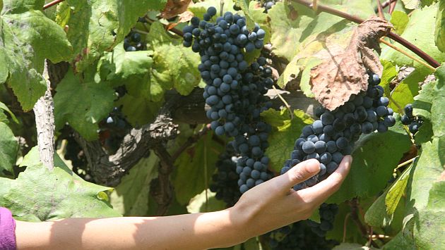 La uva peruana se exporta a 63 países de todo el mundo. (Gestión)