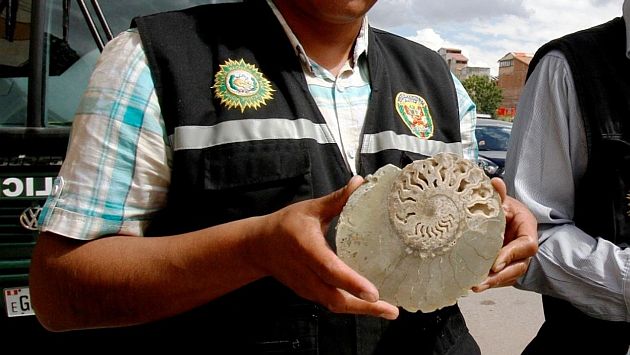 El molusco fosilizado pasó a manos de las autoridades tras su decomiso en el Cusco. (Andina)