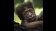 Kamina, la bebé gorila rechazada por su madre, se mudó de zoológico