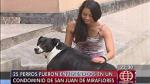 Unos 25 perros fueron envenenados en un condominio de San Juan de Miraflores. (Canal 4)