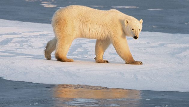 Osos polares han empezado a desplazarse hacia el norte de Canadá. Entérate el por qué. (AFP)
