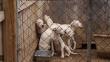 Estados Unidos: Rescataron a 60 perros que iban a pelear contra cerdos
