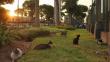 Centro de Lima: Abandonan más de 100 gatos en el Parque Universitario