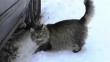 YouTube: Bebé se salvó de morir congelado en Rusia gracias a un gato