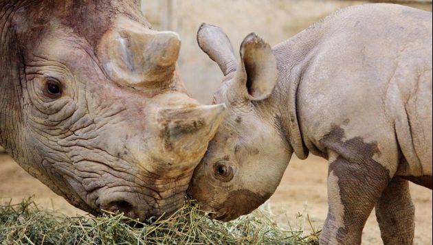 El cuerno del rinoceronte está muy bien cotizado en el mercado negro. (AP)