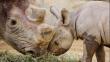 Sudáfrica: Más de 1,200 rinocerontes murieron por caza ilegal en 2014
