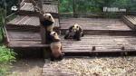 Cinco osos pandas se divierten en China. (iPandaChannel)