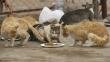 Vietnam: Rescatan casi 3,000 gatos destinados al consumo humano