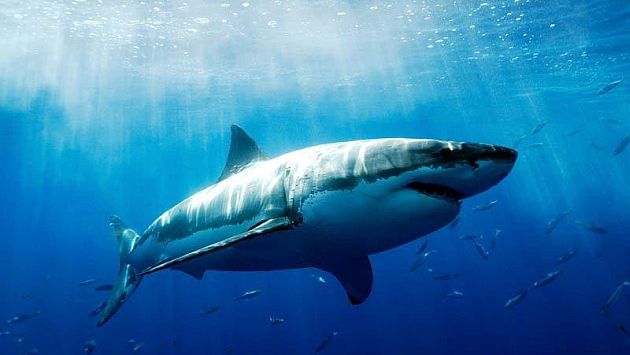 Ataque de tiburón dejó un muerto al este de Australia. (USI)