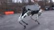 Google: Su nuevo robot tiene 4 patas, es ágil y soporta patadas sin caerse